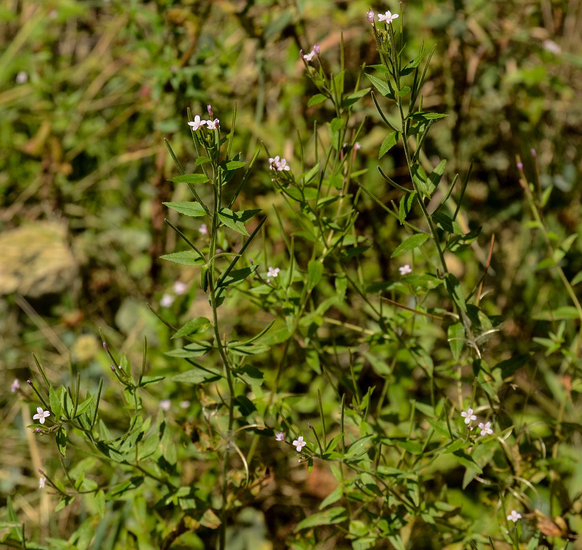 Habitus